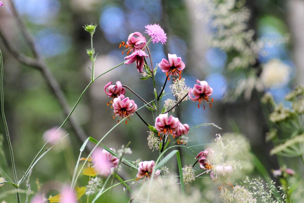 Lilium martagon, sempre bello!!!!